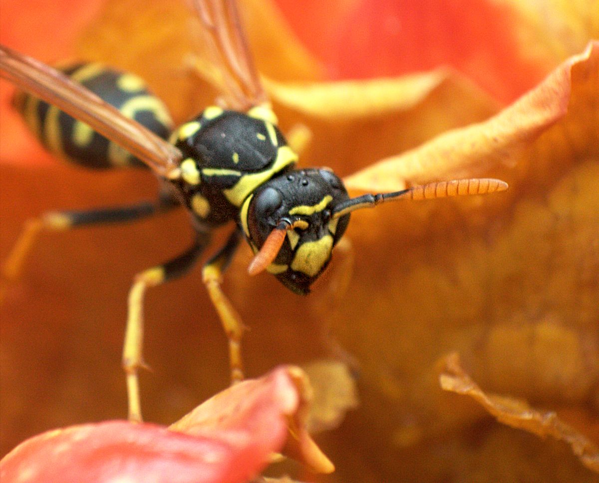 Polistes nimpha, Vespidae